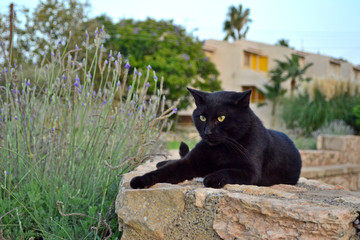 Absolutely black beautiful well-groomed cat with yellow eyes lies on an old stone