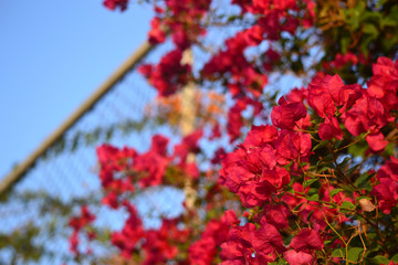 Red-crimson-purple flowers with green leaves close-up grow on the fence of the lattice fence. On the background of a background, a part of the grate is blurry. A little blue sky is visible. Cyprus
