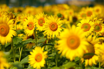 sunflowers. Field of bright yellow flowers. 