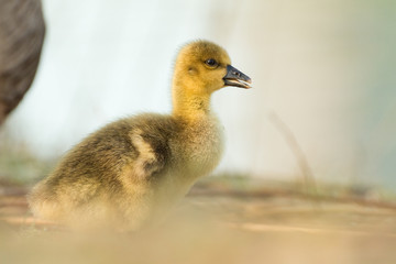 greylag goose gosling in spring