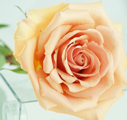 Peach rose on a white background.