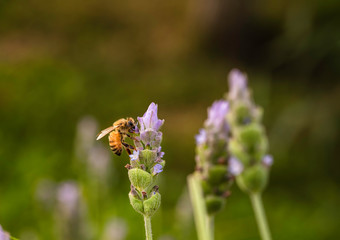Bee looking for nectar in French lavender (Lavandula dentata).