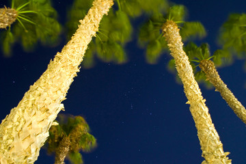 The photo is on long exposure, looking up at the starry blue sky and swaying palms. Night photo of the starry sky and coastal palm trees