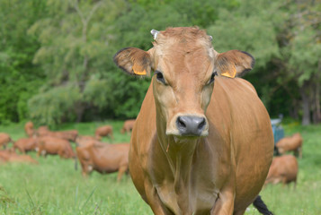 portrait of a beautiful brown alpine cow in pasture