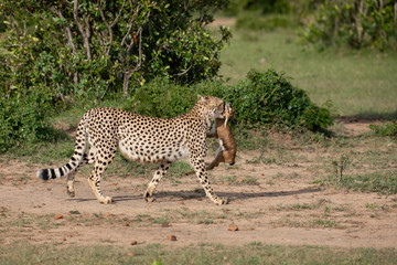 Cheetah with prey