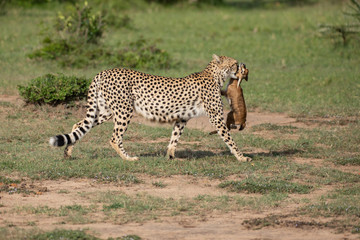 Cheetah with prey