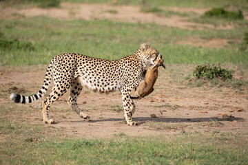 Cheetah with prey