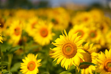 sunflowers. Field of bright yellow flowers. 