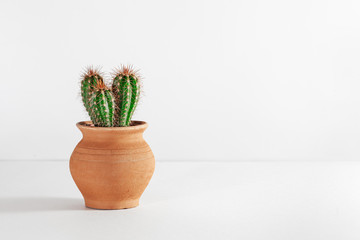 Closeup Cactus front view in  clay pot on white background. Potted green cacti, grow a home plant. Trendy tropical cacti plant close-up. Art Concept. Creative fashionable Style.