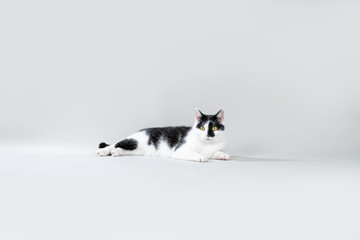 Chilling Cat on grey background