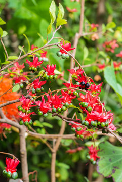 Exotic subtropical, evergreen fruit tree( ochna atropurpurea) with red flowers, with green and black berries. Natural background, close-up.