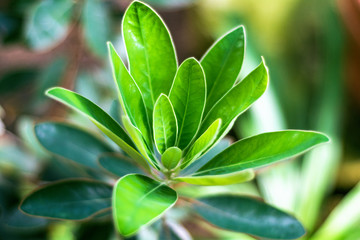 Green branch and leaves of a rare laurel plant (Litsea japonica) Natural bright background, close-up.