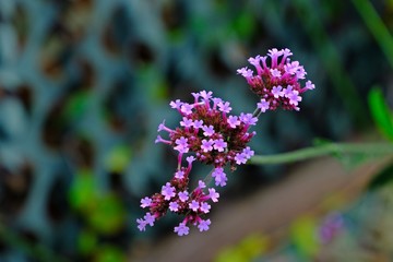 Beautiful blooming Verbena, violet flowers with blurred background.