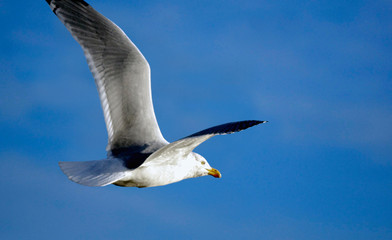 Obraz premium animaux et fleurs