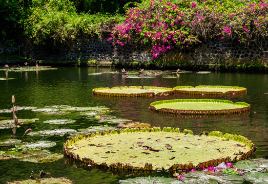 Giant water lily pads floating on water