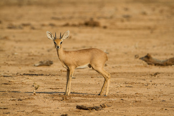 Afrikanisches Steinböckchen mit aufgestellten Ohren im dürren Buschland von Namibia