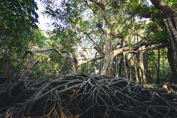 In the deep forest have ancient root tree grow up to make place with sun light shine thru leaves look incredible jungle