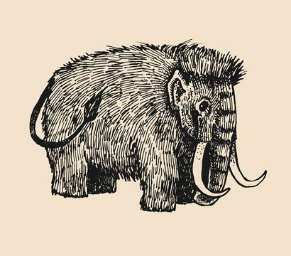 Ink drawn mammoth isolated from background. Ink illustration with mammoth. Prehistoric animal.