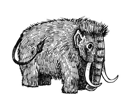 recommend clip art: Ink drawn mammoth isolated from background. Ink illustration with mammoth. Prehistoric animal.