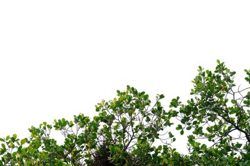 Fototapeta premium Tropical tree leaves with branches on white isolated background for green foliage backdrop 