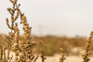 red barrel cactus plant in a desert of Saudi Arabia