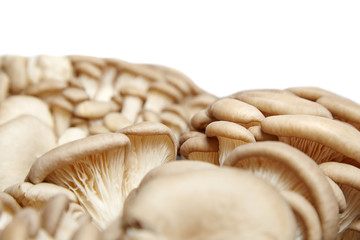 Oyster mushrooms isolated on white background. Group of uncooked edible mushrooms, closeup