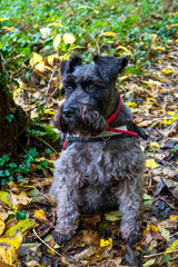 Miniature male Schnauzer sitting down in the woods