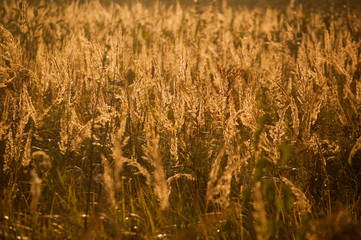 grass on the autumn fied