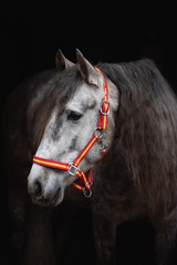 Spanisches Pferd