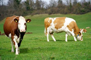 Fototapeta na wymiar Kühe auf einer Wiese in der Schweiz
