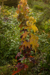 leaves on maple tree