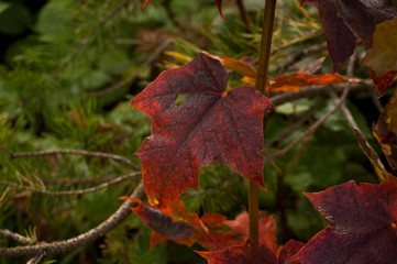 red maple leaf