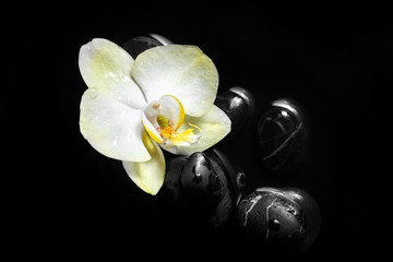 Pebbles and white yellow flower on black background. Smooth spa stones and orchid in water