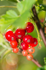 Rote Johannisbeeren am Strauch