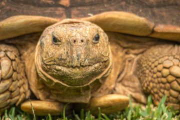 Obraz premium Tortoise in a zoo in Hawaii 