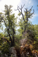 Nature reserve the Païolive Wood in the Ardèche Cévennes, France. Forest with limestone rocks at summer day
