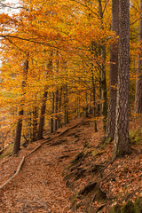 Fototapeta premium forest in autumn colours