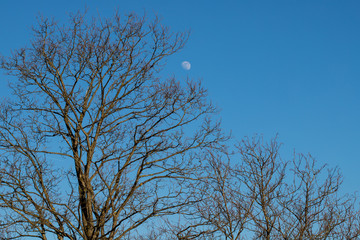 Mond über winterlichen Bäumen
