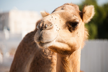 portrait of a smiling camel in qatar at the souq 