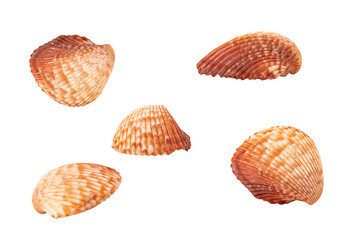 Collection of sea shells from different angles. Set of empty tropical shells clam. Isolated on white background.