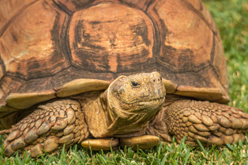 Tortoise in a zoo in Hawaii