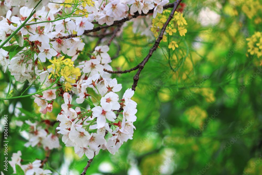 Wall mural cherry blossoms blooming in spring in japan