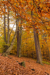 Obraz premium forest in autumn colours