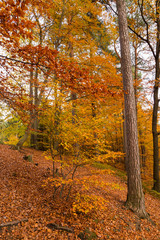 forest in autumn colours