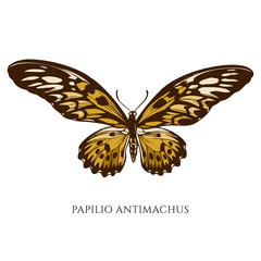 Vector set of hand drawn colored papilio antimachus