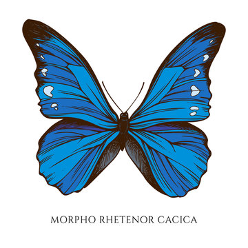 Vector set of hand drawn colored morpho rhetenor cacica