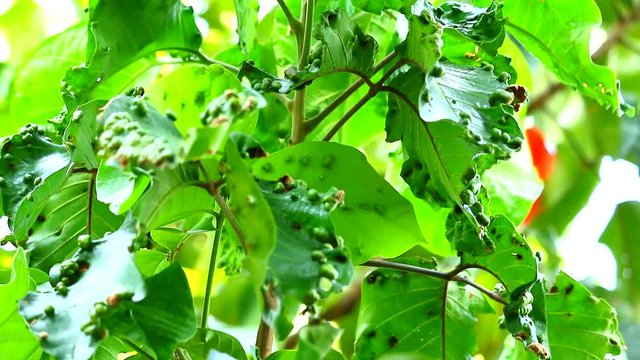 The symptoms of the santol being destroyed by the four-legged mite1