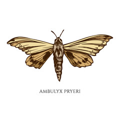 Vector set of hand drawn colored ambulyx pryeri
