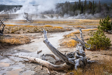 Hot environment inside geyser basins area of Yellowstone.