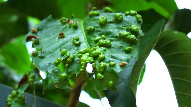The symptoms of the santol being destroyed by the four-legged mite2